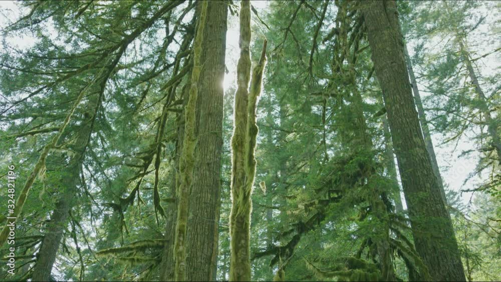 A slow dolly move on rainforest trees as the sun peeks through with lens flare. A slow dolly move on rainforest trees as the sun peeks through with lens flare.