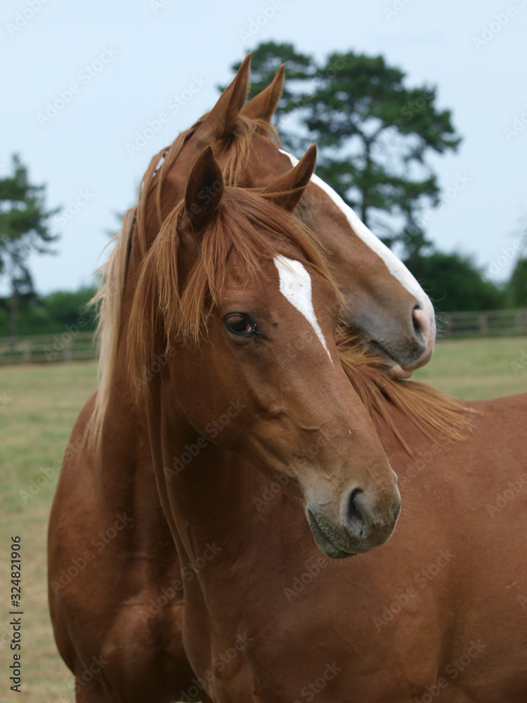 Two Young Horses