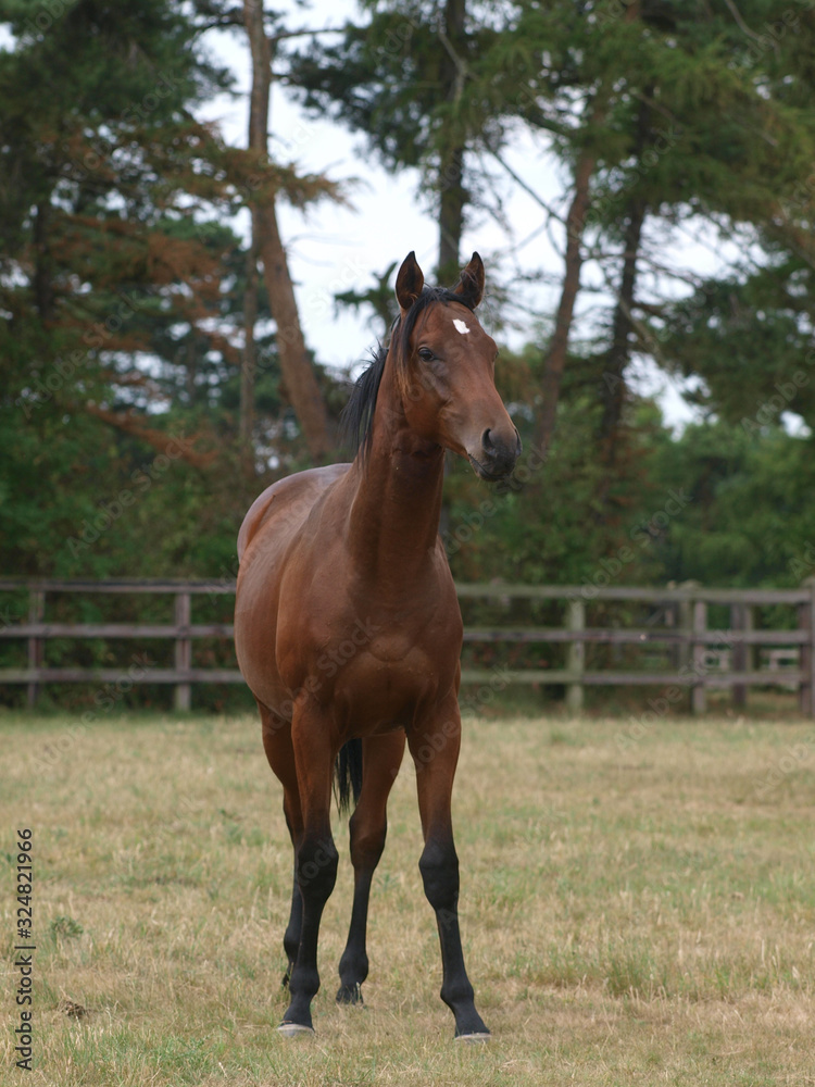 Young Bay Horse Young Bay Horse