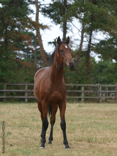 Young Bay Horse