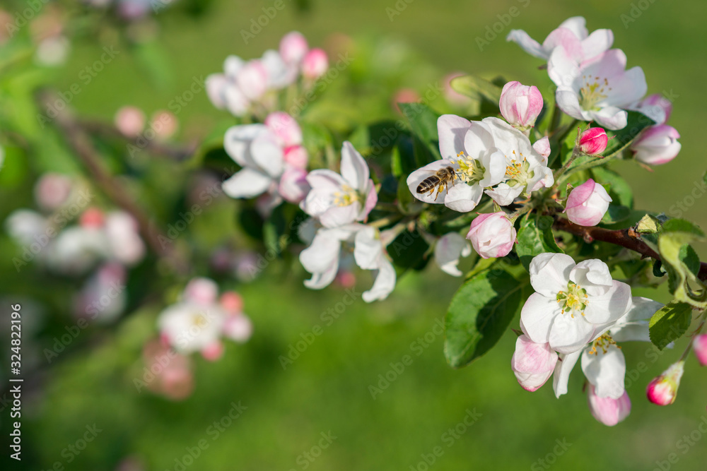 Honey bee pollinating apple blossom. The Apple tree blooms. honey bee collects nectar on the flowers apple trees. Bee sitting on an apple blossom. Spring flowers Honey bee pollinating apple blossom. The Apple tree blooms. honey bee collects nectar on the flowers apple trees. Bee sitting on an apple blossom. Spring flowers
