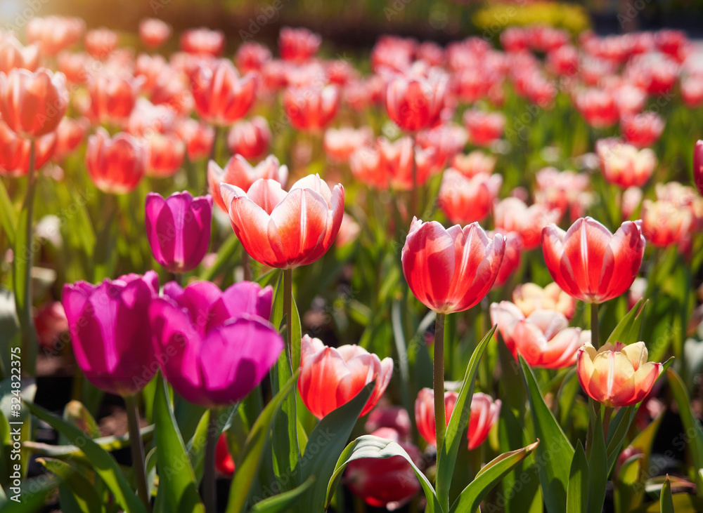Group of colorful tulip. Red and white tulip flowers in spring blooming blossom scene. Bright colorful tulip photo background.