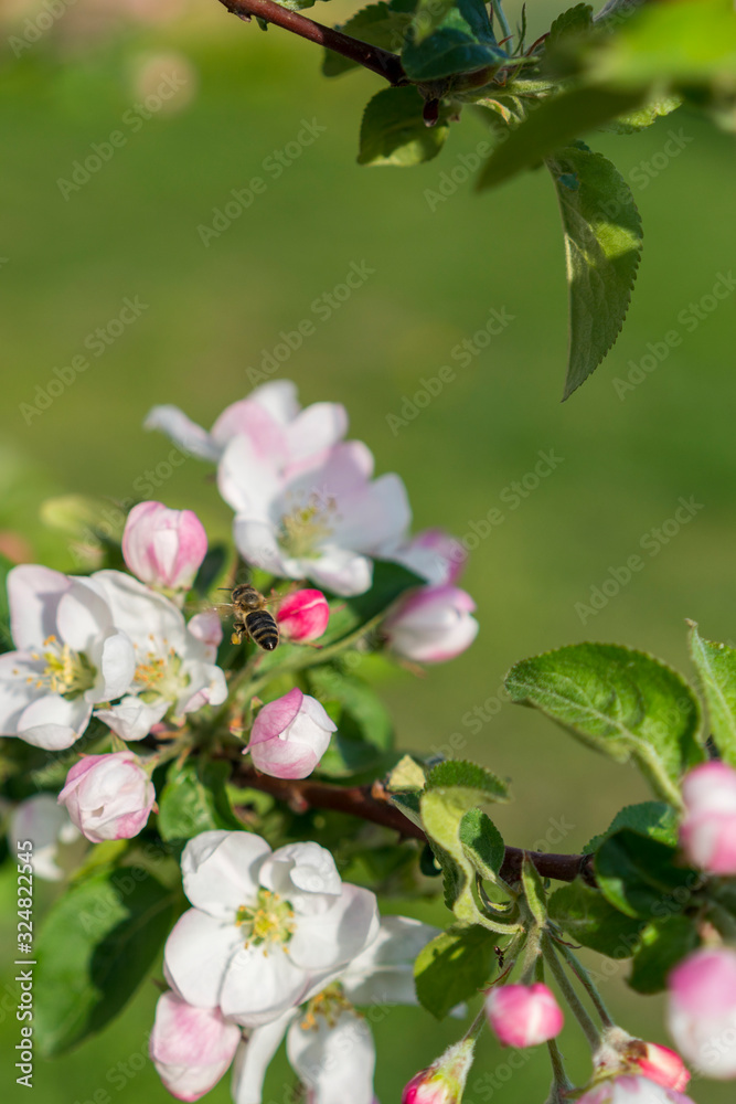 Honey bee pollinating apple blossom. The Apple tree blooms. honey bee collects nectar on the flowers apple trees. Spring flowers. vertical photo.
