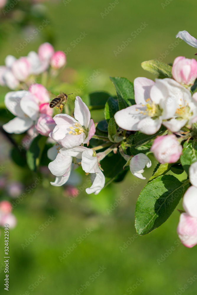 Honey bee pollinating apple blossom. The Apple tree blooms. honey bee collects nectar on the flowers apple trees. Spring flowers. vertical photo Honey bee pollinating apple blossom. The Apple tree blooms. honey bee collects nectar on the flowers apple trees. Spring flowers. vertical photo
