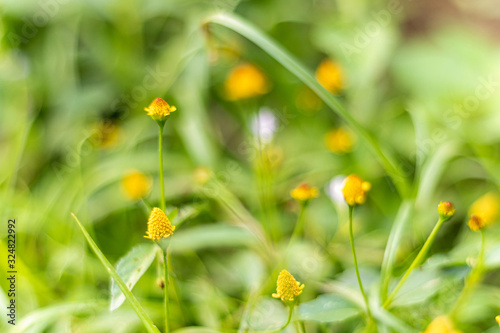 Spring flower in the meadow with natural blur background.