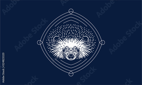 hedgehog on dark background