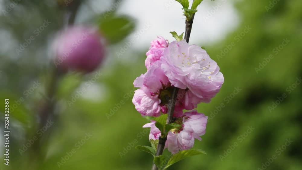 Flowering almond (Prunus triloba 'Multiplex'). Flowering almond (Prunus triloba 'Multiplex').