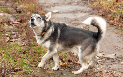 Portrait of an angry dog