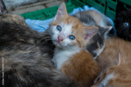 Rote Kleine Baby Katze mit blauen Augen schaut in Kamera sitzend im Korb © Christoph Mohr