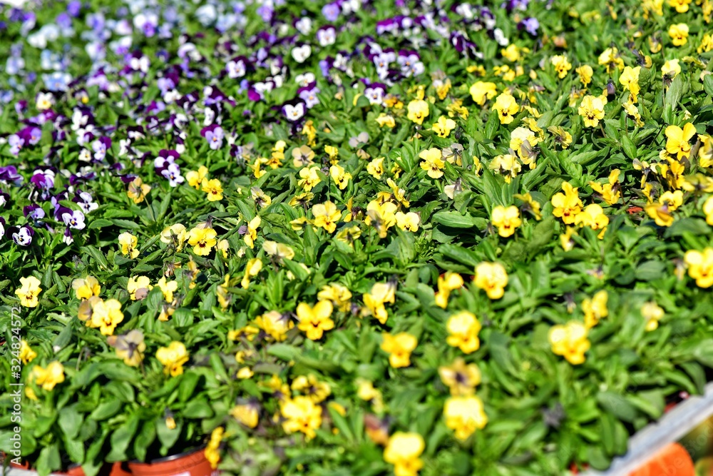 Multicolored violets in flower pots in a garden center in Prague, Czech Republic.  Focus is on the center of the image.