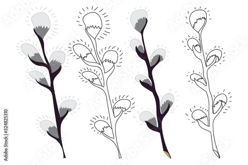 Set of pussy-willow branch  catkins in color and black white contoured isolated on white  background. Vector illustration in a flat style for spring design and Easter coloring.