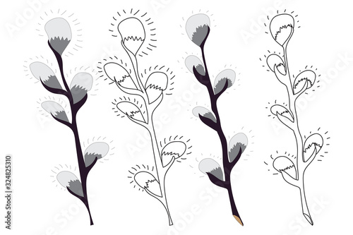 Set of pussy-willow branch, catkins in color and black/white contoured isolated on white  background. Vector illustration in a flat style for spring design and Easter coloring.