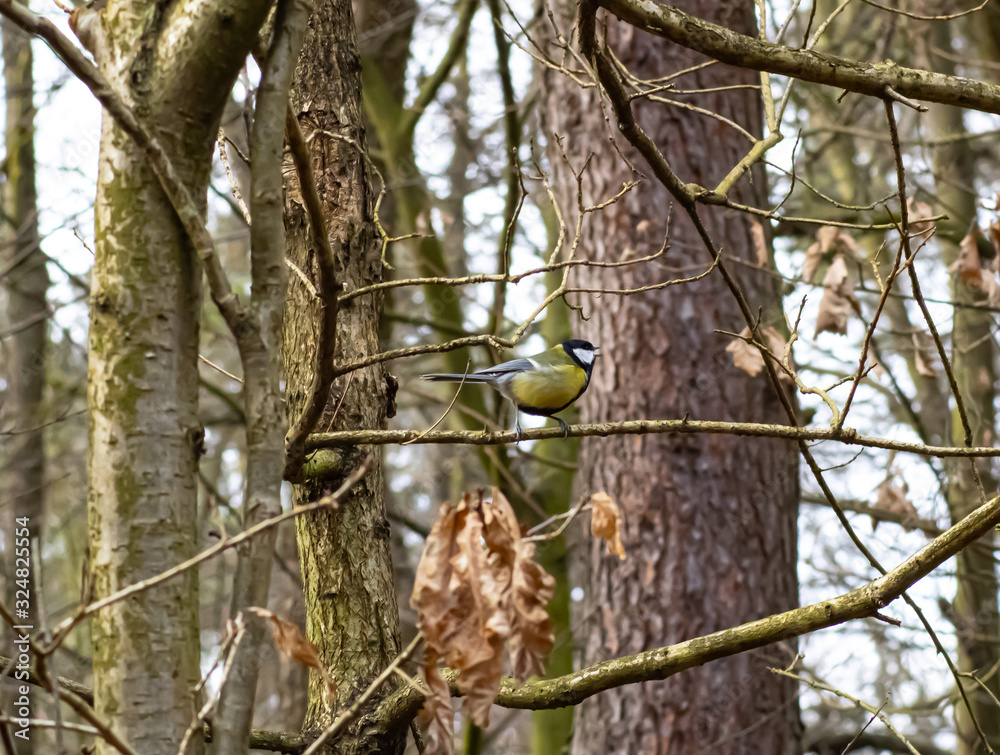 tit on the branch tit on the branch