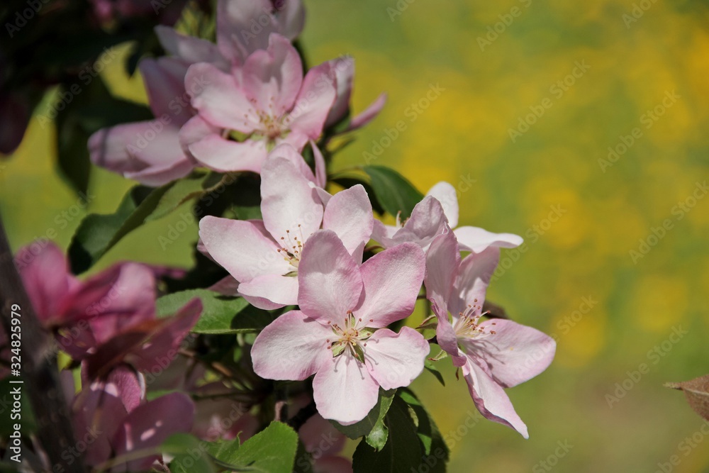 Spring Apple blossom Spring Apple blossom