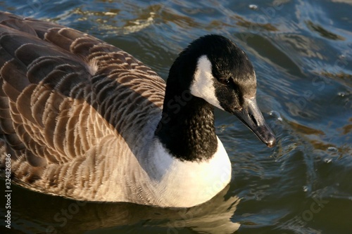 Canada Groose in the water - Branta Canadensis