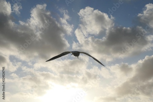 Flying seagull in the Wimbledon Park
