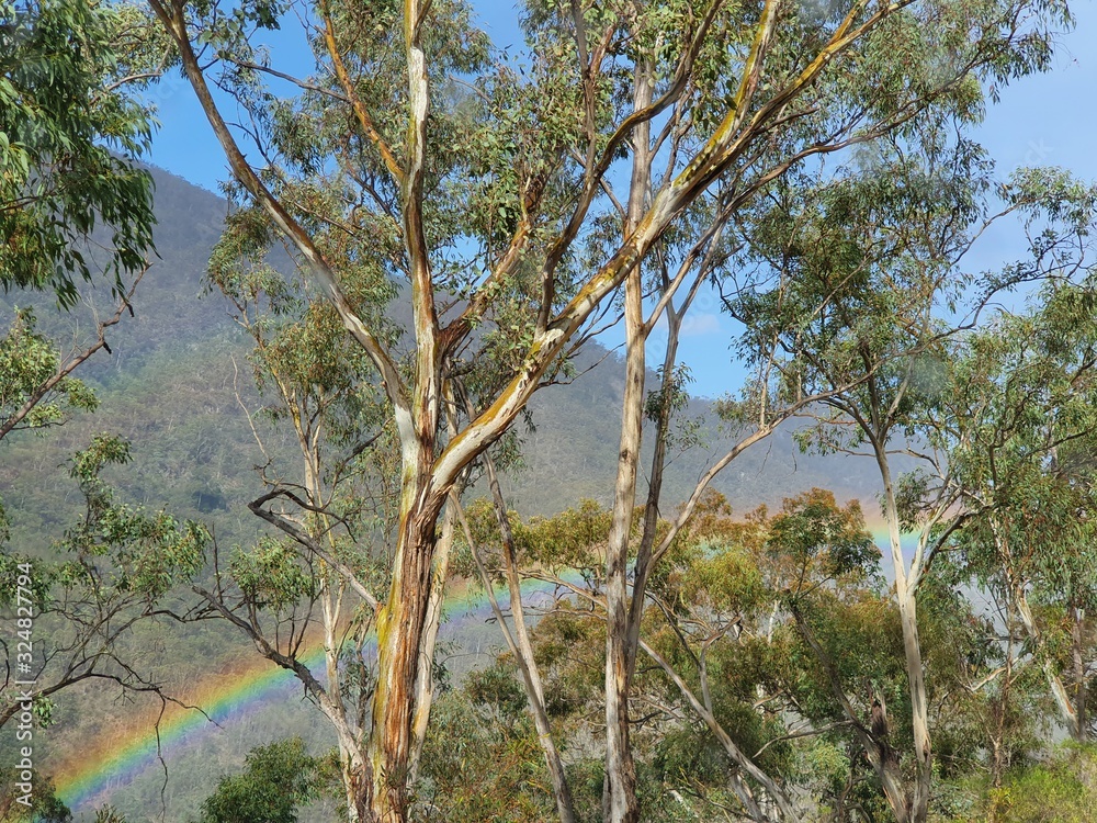 Rainbow through the trees