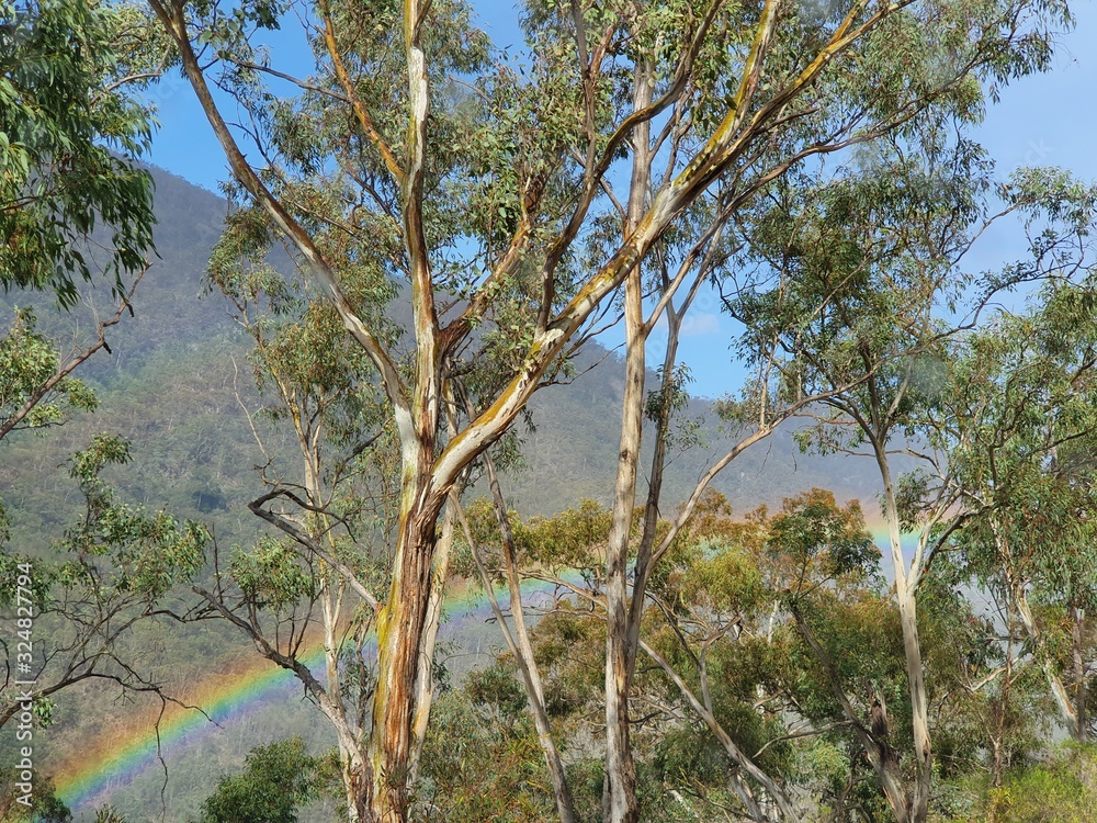 Rainbow through the trees Rainbow through the trees