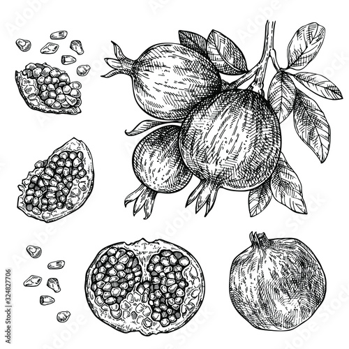 Sketch hand drawn set of pomegranate. Ink engraved illustration of cut and sliced pomegranate and seeds.