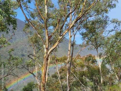 Rainbow through the trees © Irena