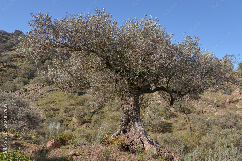 Centennial olive tree in Casabermeja, Malaga. Spain