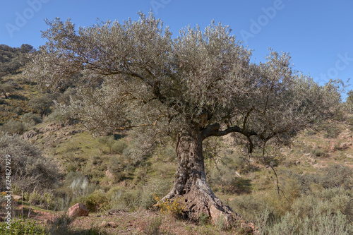 Centennial olive tree in Casabermeja  Malaga. Spain