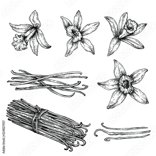 Set of Vanilla pods, sticks with Vanilla flower. Hand drawing sketch isolated on white background. Kitchen herbs and spices.