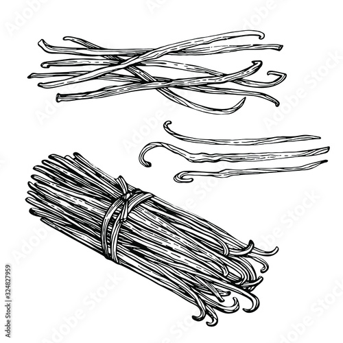 Ink sketched Vanilla pods, sticks. Hand drawing sketch isolated on white background. Kitchen herbs and spices.