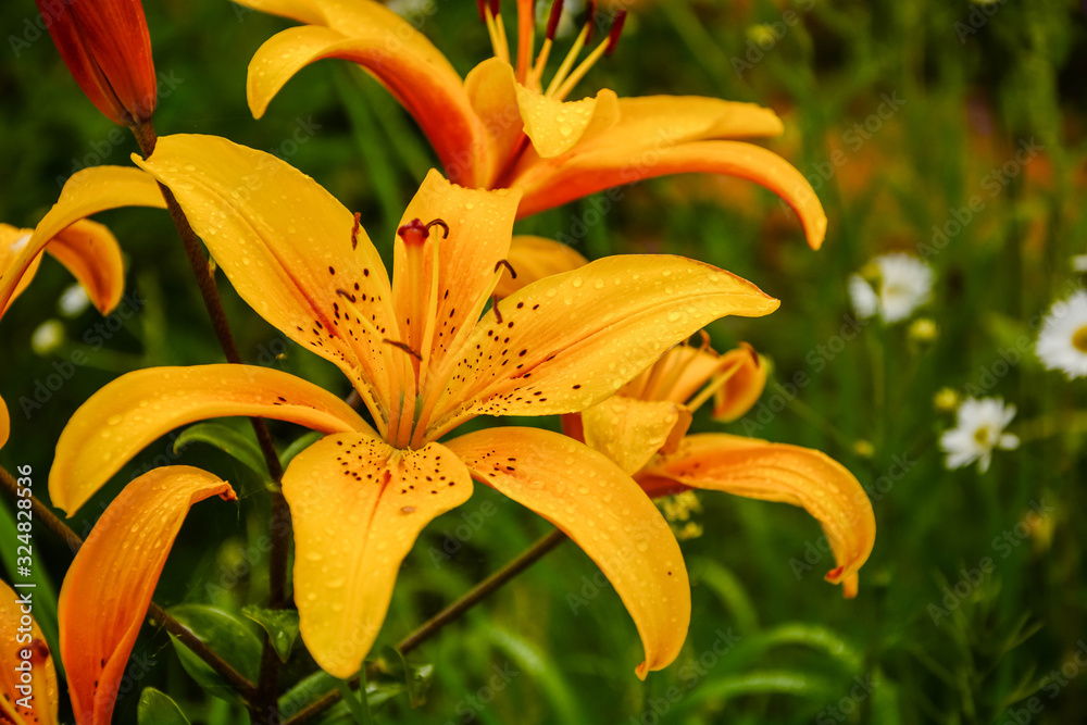Beautiful flower. Yellow lily. Blurred green background. Close-up. Dewdrop. Beautiful flower. Yellow lily. Blurred green background. Close-up. Dewdrop.