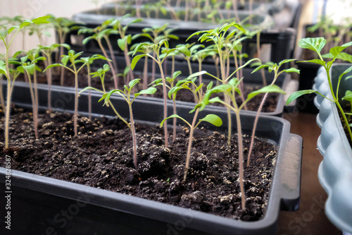 Tomatoes in a container. Seedlings. Young green plants on the balcony