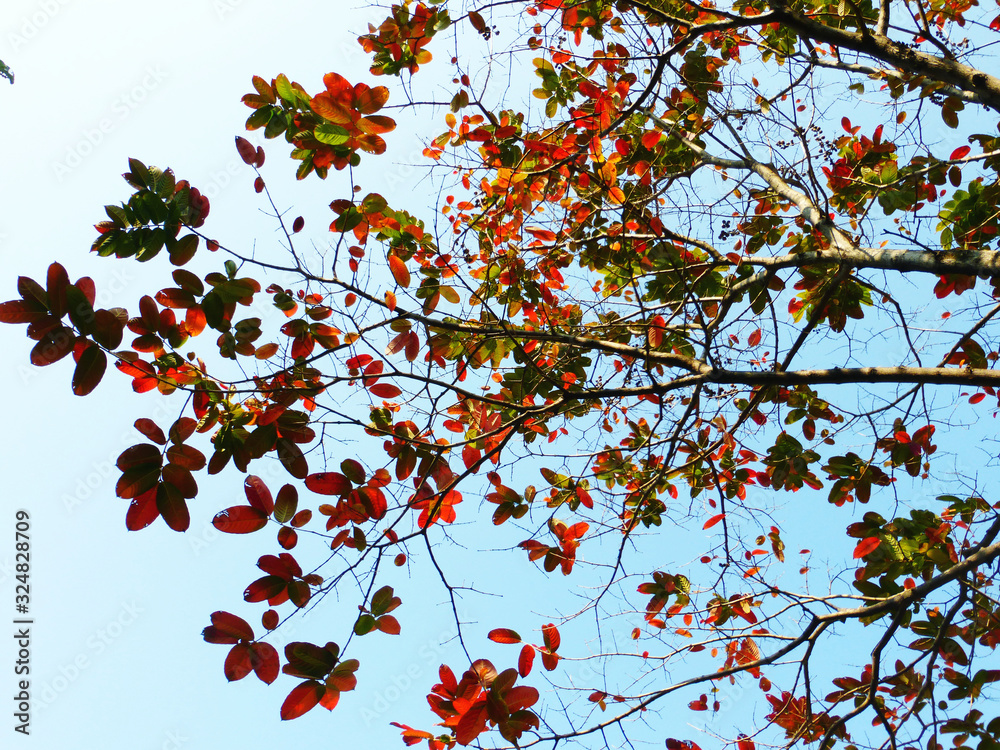 In spring, the leaves of this kind of tree are turning red. They are very beautiful