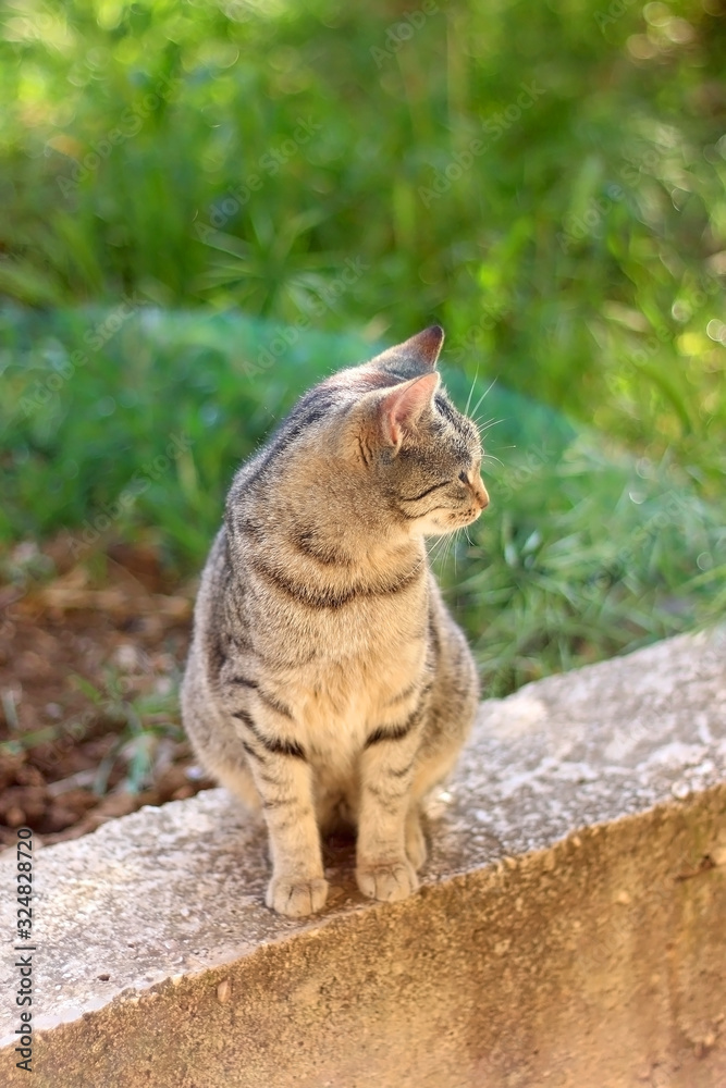Brown tabby cat sitting in a garden, illuminated by sunlight. Selective focus, intentional lens flare.