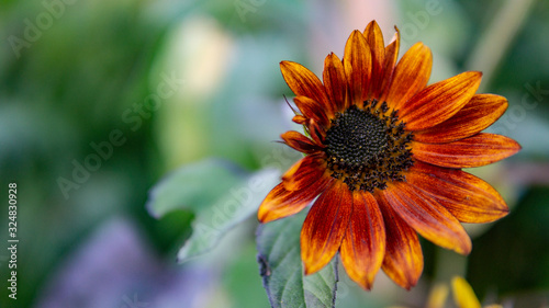 rot gelb orange Bl  te mit unscharfem hintergrund