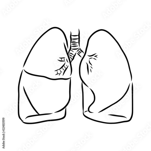human lungs