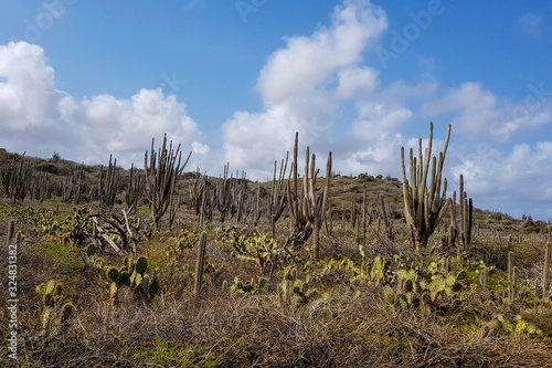 Garden ful with cactus on the island of Bonaire