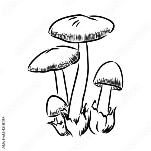 mushrooms isolated on white background