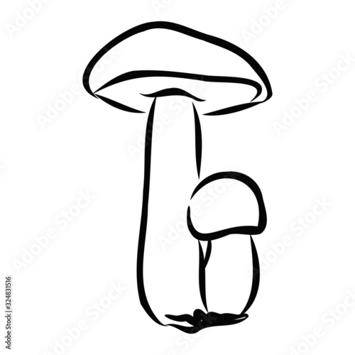 mushrooms on white background