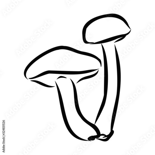 mushrooms isolated on white background