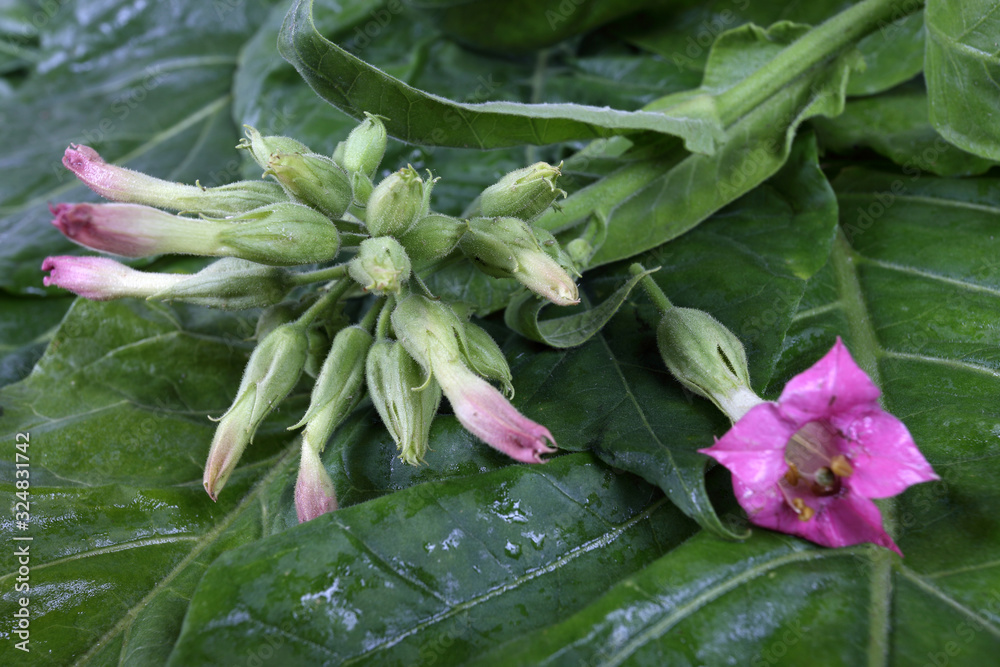 Obraz premium Tobacco leaves and flowers background
