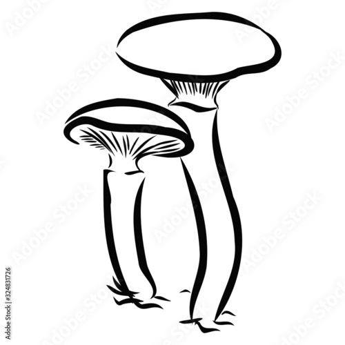 mushrooms sketch 