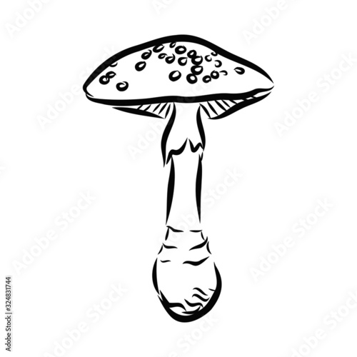 illustration of mushroom on white background
