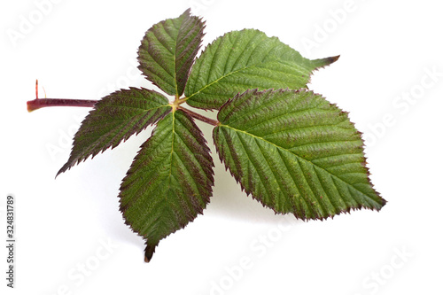 Blackberry leaf isolated on white