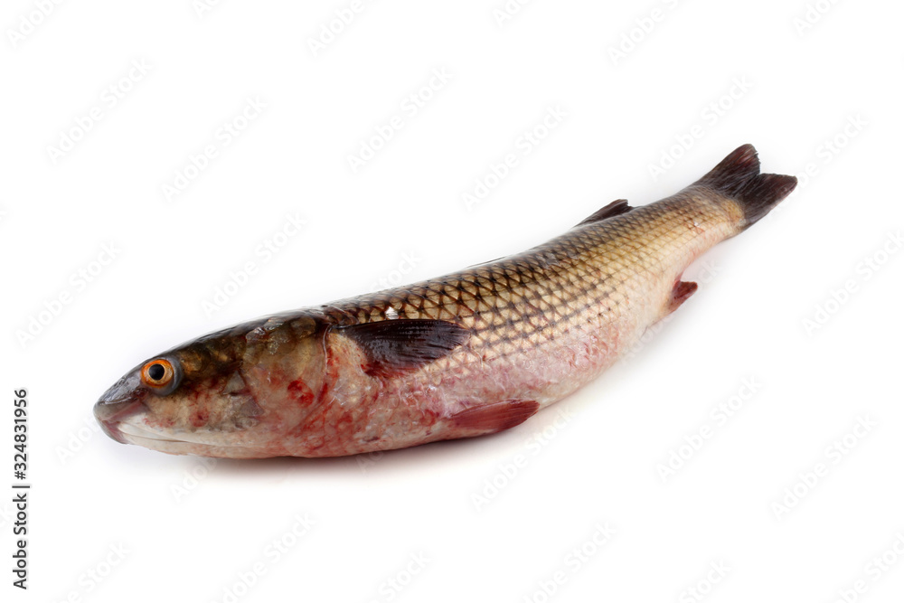 Pelengas (so-iuy mullet, Liza haematocheilus) Pelengas (so-iuy mullet, Liza haematocheilus)