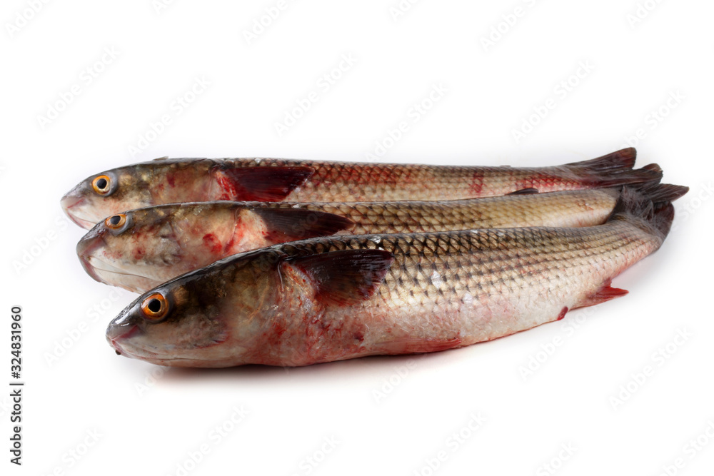 Pelengas (so-iuy mullet, Liza haematocheilus) Pelengas (so-iuy mullet, Liza haematocheilus)