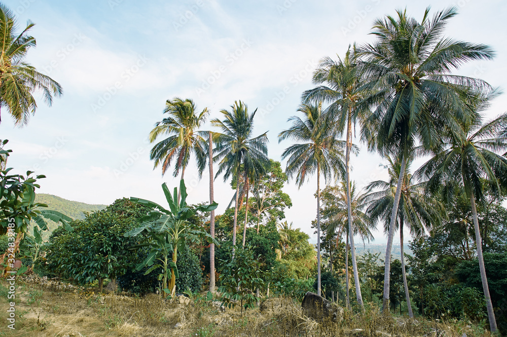 Landscape. Coconut palms in jungle. Landscape. Coconut palms in jungle.