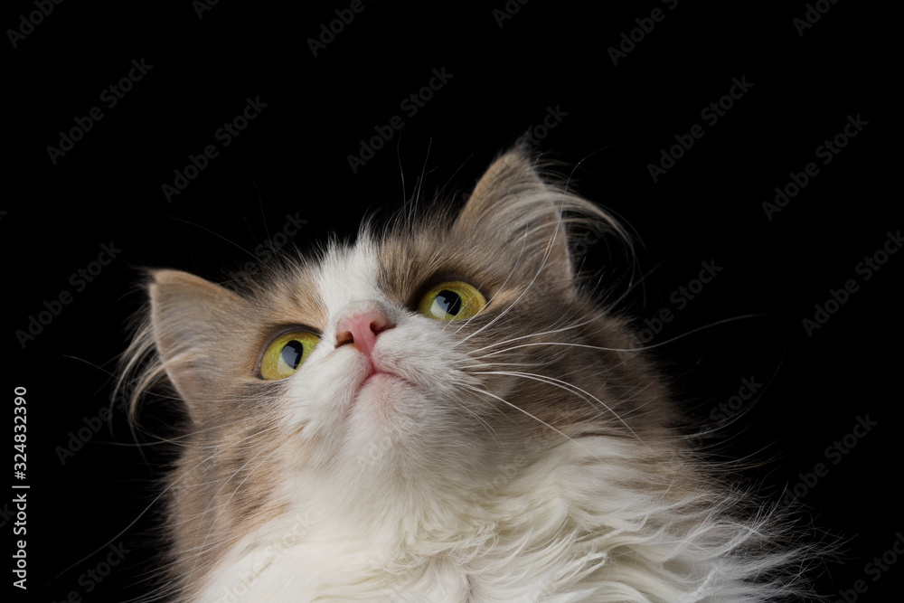 Young crazy surprised cat make big eyes closeup. Black background