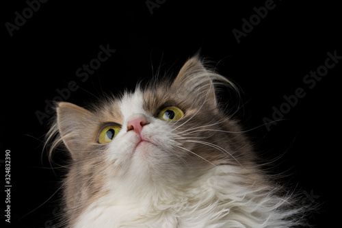 Young crazy surprised cat make big eyes closeup. Black background