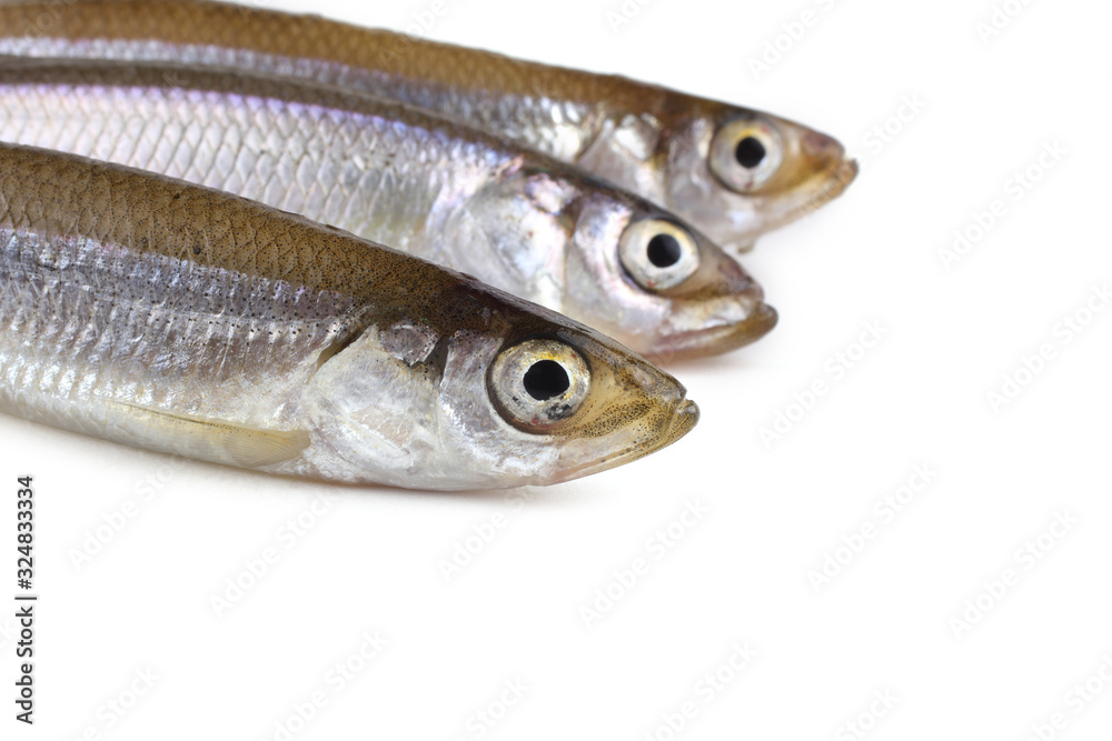 Smelt fishes isolated on white