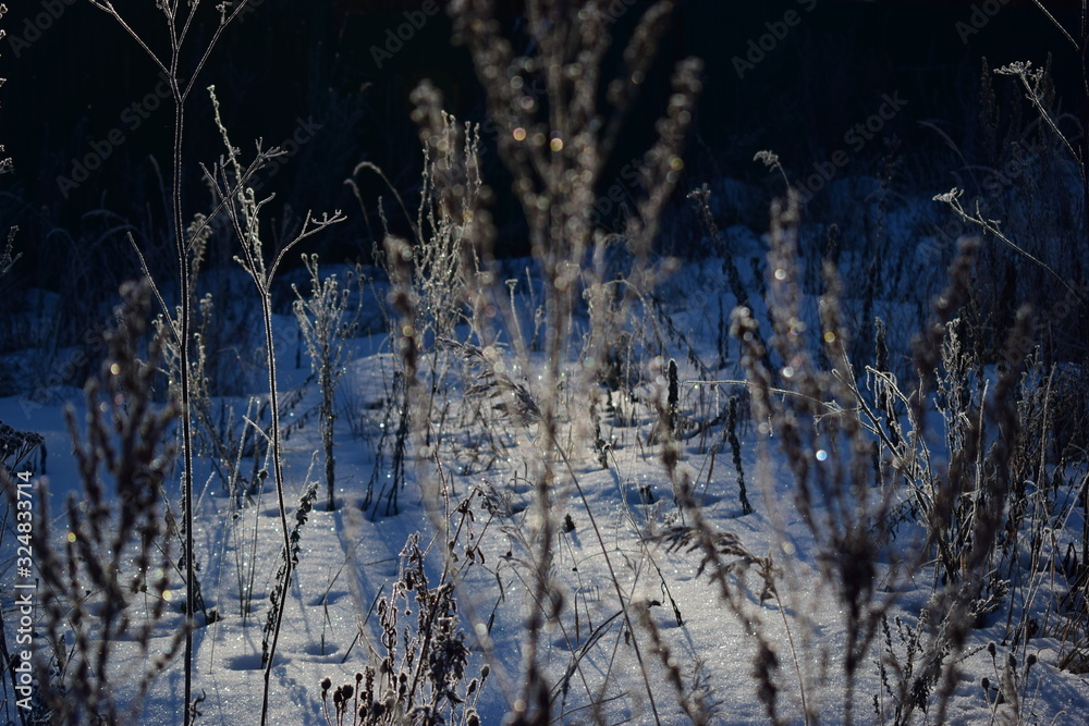 custom made wallpaper toronto digitaltrees in winter