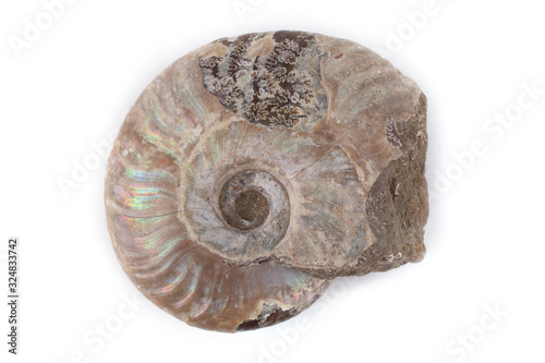Ammonite isolated on white